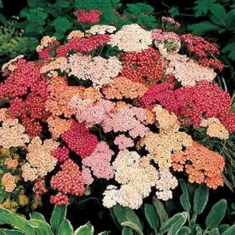 Summer Berries Yarrow s