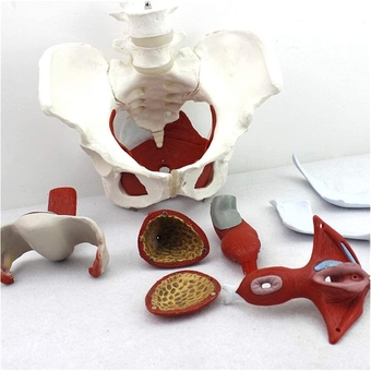 Organ Model Female Pelvis Model- Life Size Pelvic Floor Muscle Model - Anatomy Model - Anatomical Genital Pelvic Structure Model - for Study Display Teaching Model Anatomical Model