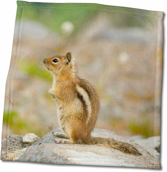 USA, Washington, North Cascades NP. Golden-Mantled Ground Squirrel. - Towels (twl-192022-3)