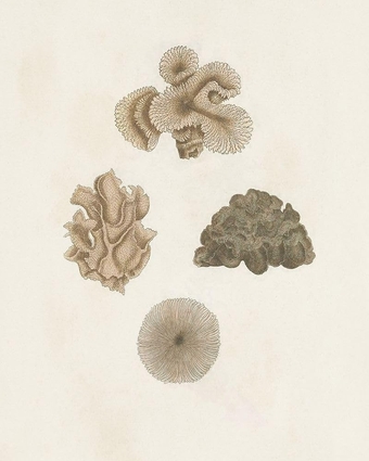 Knorr Shells And Coral VIII Poster Print - Knorr (24 x 36)