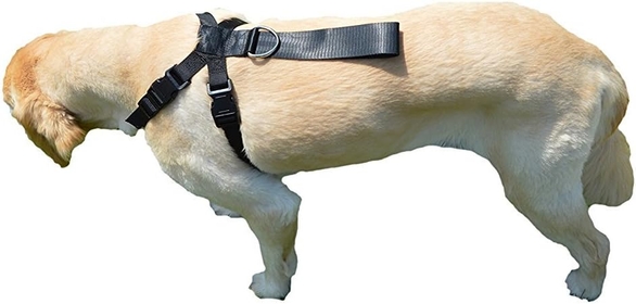 - Dog Harness and Safety Dog Seatbelt - Premium Padded Dog Seatbelt Harness - Adjustable Small Dog Harness and Dog Car Restraint - Black - 10 to 25 lbs