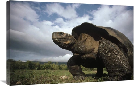 24 x 36 in. Galapagos Giant Tortoise Male, Alcedo Volcano, Galapagos Islands, Ecuador Art Print - Tui De Roy