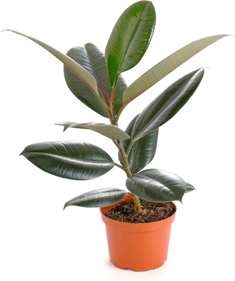 Ficus Burgundy Rubber Tree, Live Indoor Floor Plant, Trendy Living Room or Office Decor, Tropical Houseplant Potted in Soil with Grower Pot, Garden and New Home Gift, 2-3 Feet Tall