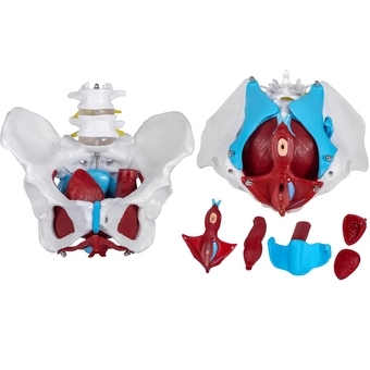 Pelvic Floor Model, Scientific Anatomy Model, Colored Female Pelvis with 4 Removable Parts, Pelvic Floor Muscles and Reproductive Organs, Pelvic Model Female with Muscles, Life Size Pelvis Model
