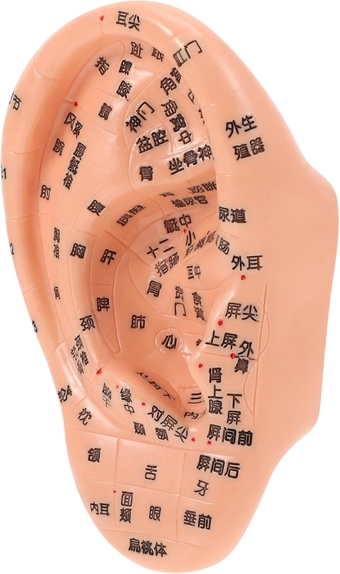 1pc Massage Ear Model Ear Point Model Ear Massage Tool Acupuncture Points Model Ear Anatomy 3D Tcm Tool Ear Acupuncture Model Ear Massage Model Artificial Ear PVC