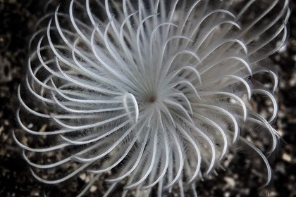 PSTETH401566ULARGE A Beautiful White Feather Duster Worm Photo Print, 24 x 36, Multi