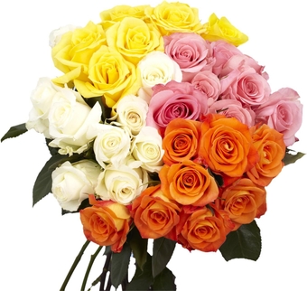 DELIVERY BY MOTHERS DAY GUARANTEED- Assorted Color Roses- 75 Extra Long Stems- Fresh Flower Delivery