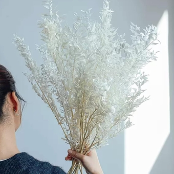 23.6'' Tall White Eucalyptus Italian Ruscus Bulk - 10 Stem Large Natural Fresh Preserved Bleached Ruscus Plant Leaves, Dried Real Eucalyptus Bunch for Boho Weddings Home Vase Decor, Dried Flower