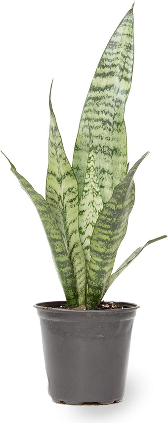 Live Snake Plant, Sansevieria Zeylanica, Indoor House Plant in Pot, Mother in Law Tongue Sansevieria Plant Live, Potted Succulent Plant, Fully Rooted Houseplant in Potting Soil by