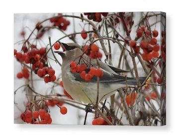 Winter Nature Photography Artist CANVAS Cedar Waxwing Bird Photographic Gallery Wrapped Print Red Grey Wall Art Natural Home Decor Ready to Hang 8x10 8x12 11x14 12x18 16x20 16x24 20x30