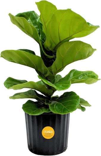Fiddle Leaf Fig Tree, Live Indoor Floor Plant, Great Living Room or Office Decor, Tropical Houseplant Potted in Potting Soil with Grower Pot, Garden and New Home Gift, 2-Feet Tall