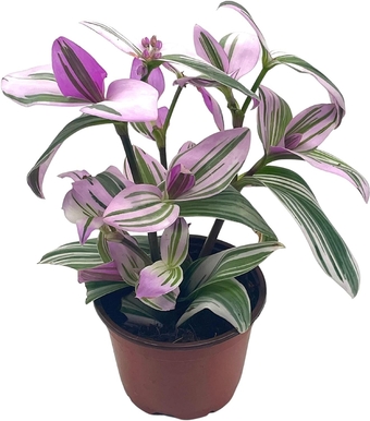 Pink Tradescantia Nanouk, in a 4 inch Pot Pink Variegated Wandering Dude