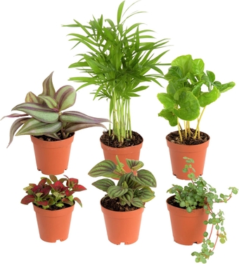 Mini Houseplants (6 Pack), Easy Grow Live Indoor House Plants in Nursery Plant Pots, Grower's Choice with Soil Potting Mix, Potted Home Decor Planter or Outdoor Garden Gift, 4-Inches Tall