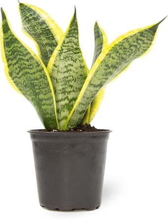 , Live Snake Plant, Sansevieria trifasciata Superba, Fully Rooted Indoor House Plant in Pot, Mother in Law Tongue Sansevieria Plant, Potted Succulent Plant, Houseplant in Potting Soil