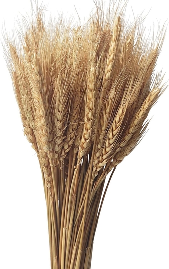 100 Stems Dried Wheat Stalks Natural Wheat Bunch Dried Wheat Sheaves Dry Wheat for Home Decor