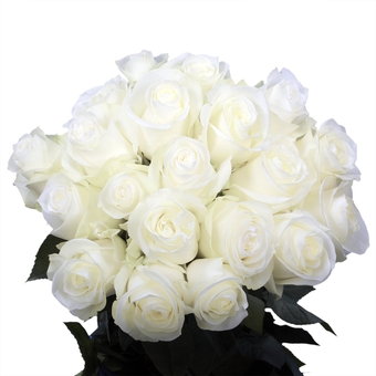 50 Fresh White Roses - Flower Delivery - Beautiful Large Blooms