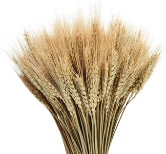 Dried Wheat Stalks, Natural 100 Stems Dried Wheat Sheaves, Natural Wheat Stalks FAL for DIY Craft, Home Table, Wedding Shooting Props（20 Inchprimary Color）