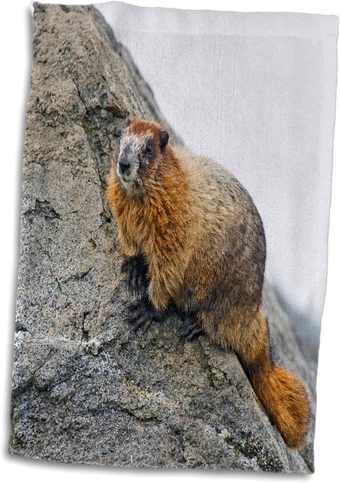 USA, Washington, North Cascades NP, Copper Ridge. Adult hoary Marmot. - Towels (twl-192002-1)