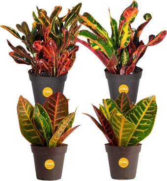 Croton Live Plants (4-Pack), Indoor and Outdoor Angel Croton Houseplants Potted in Nursery Pots, Grower’s Choice, Easy Care Tropical Plant for Home, Office, and Tabletop Decor