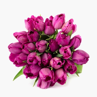 : Purple Tulips Bouquet, Fresh Cut Flowers | Care Card & Flower Food Included | Flower Delivery, Birthday Flowers, Anniversary Flowers, Wedding Flowers