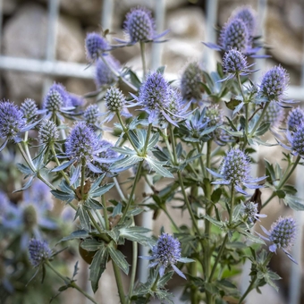 10000 Seeds Perennial Silver Blue Eryngium Planum Sea Holly Blue Flower Seeds for Planting